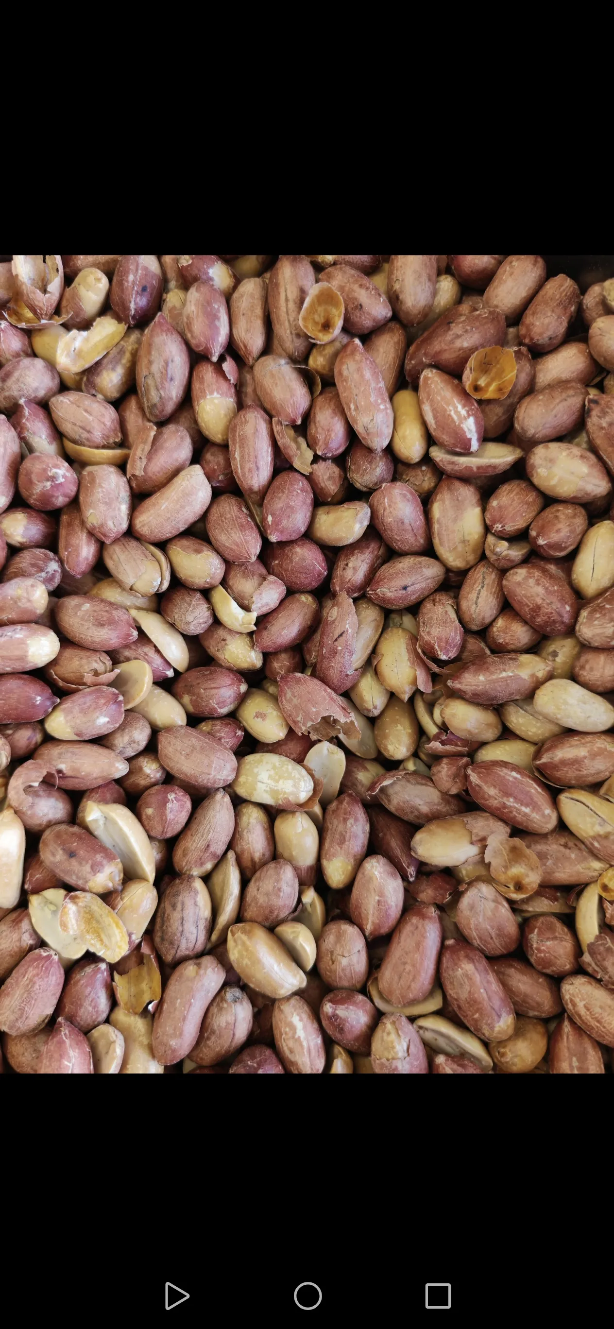 فستق ساحلي