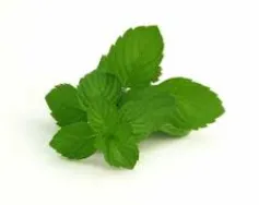 ربطة نعنع