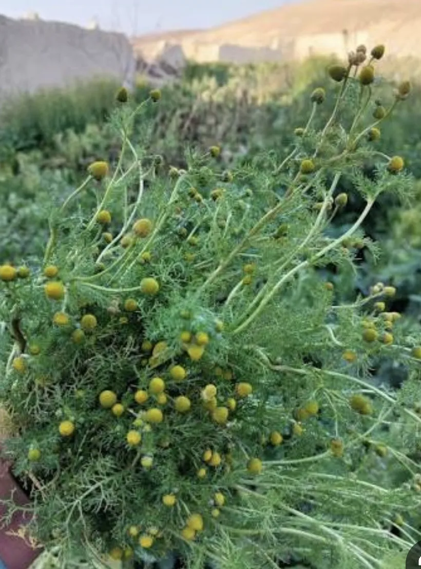 بابونج