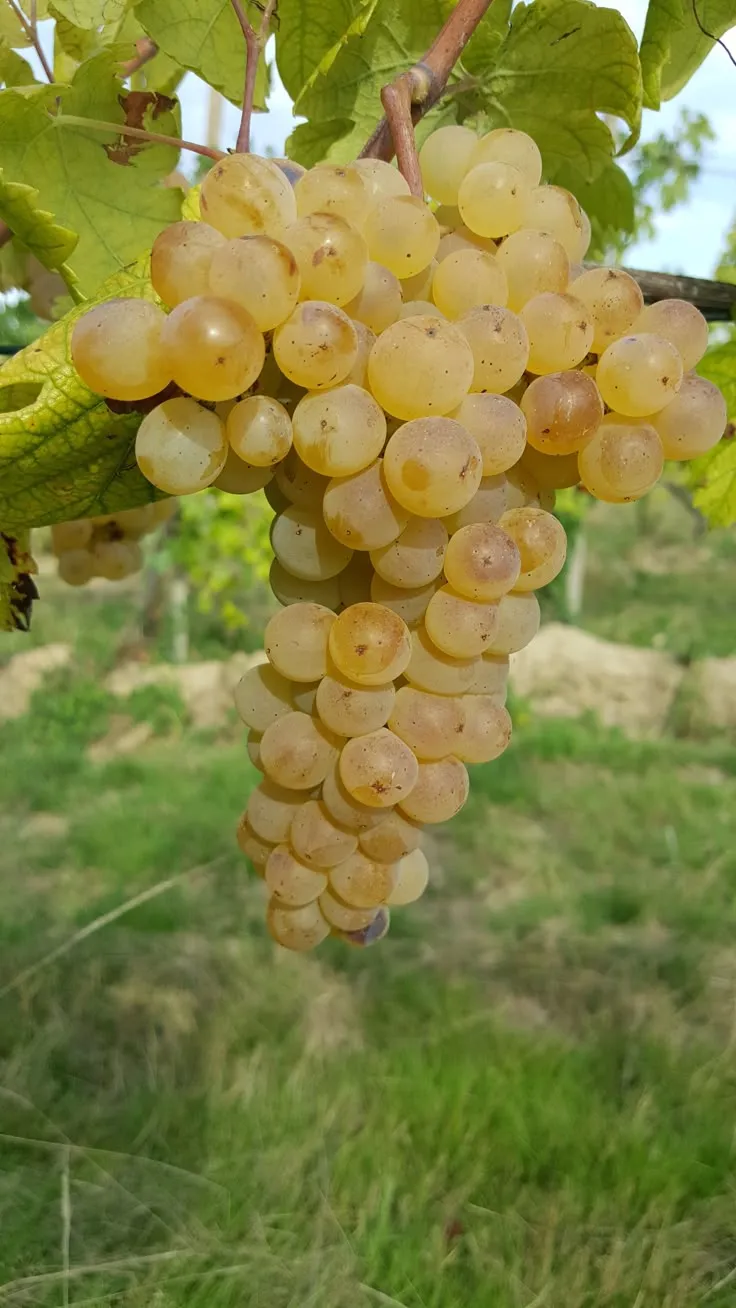 عنب