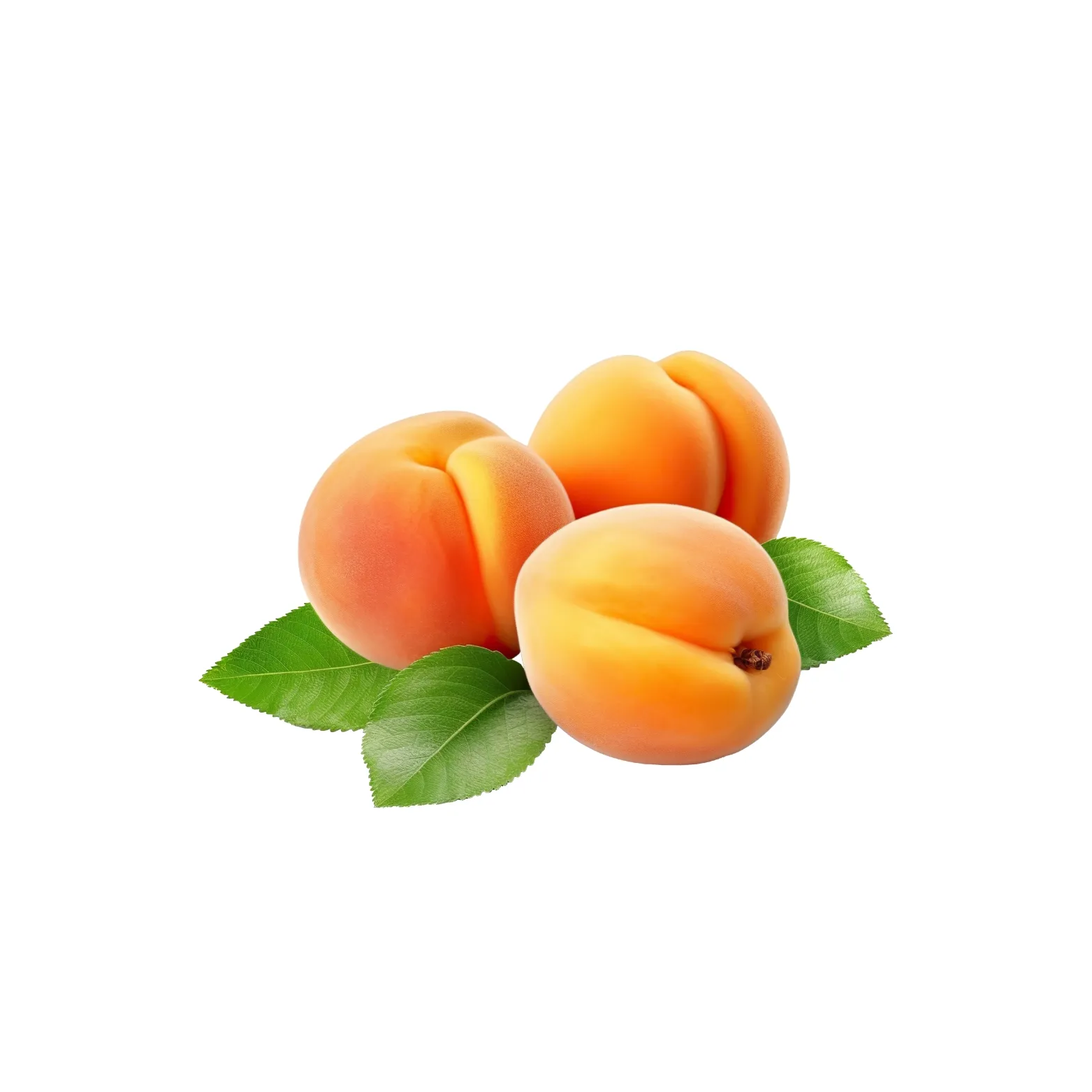 مشمش