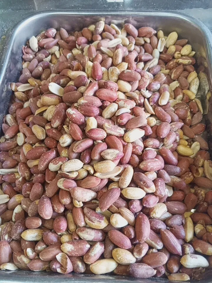 فستق