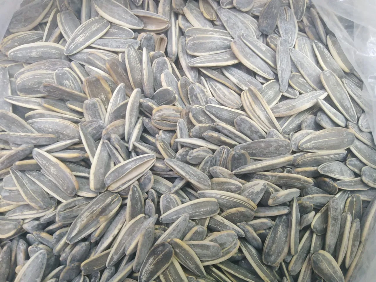 بزر ميال