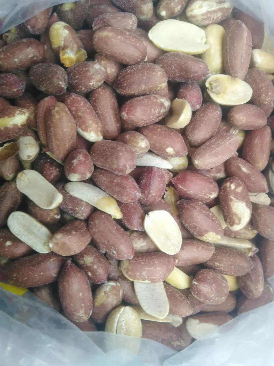 فستق ساحلي