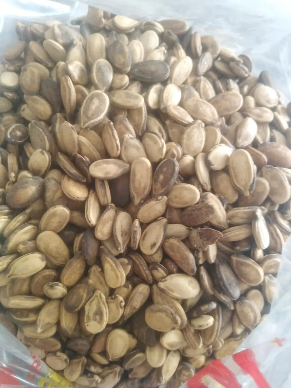 بذر جبس