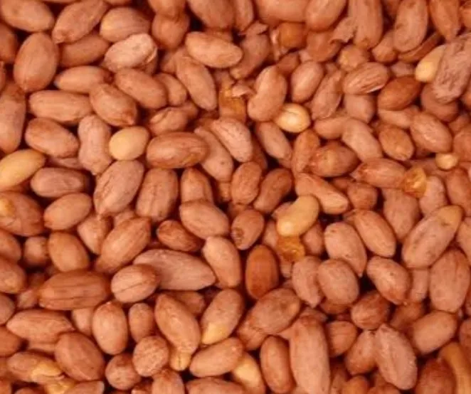 فستق