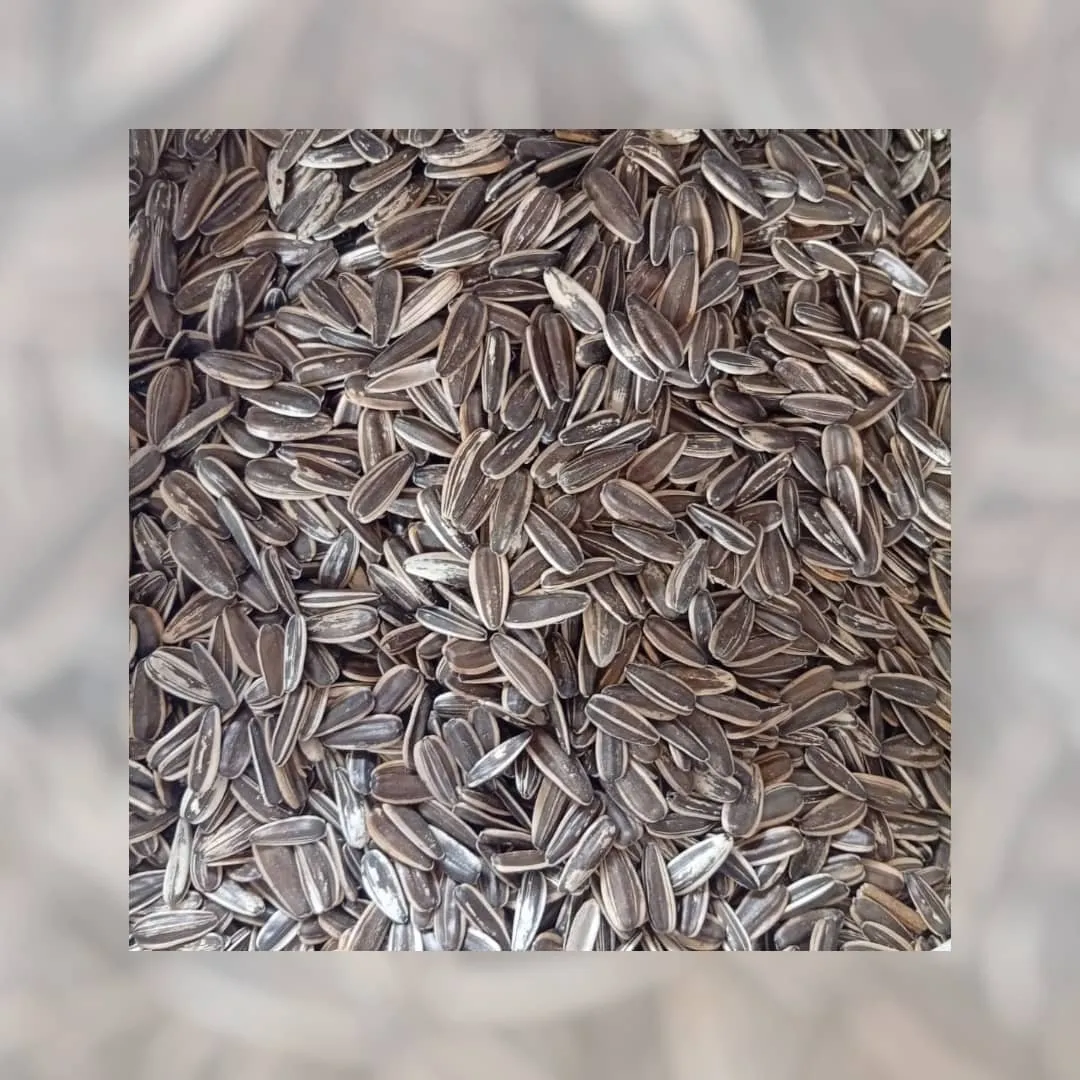بزر دوار الشمس
