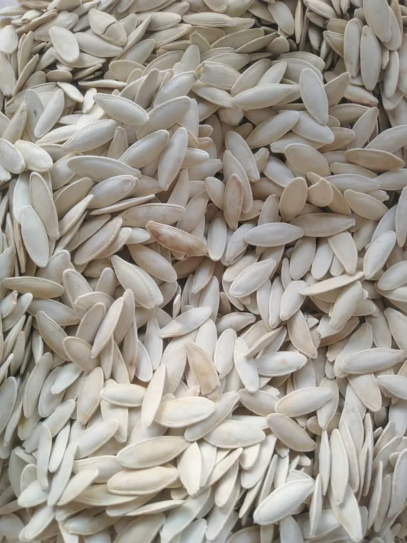 بزر كوسا
