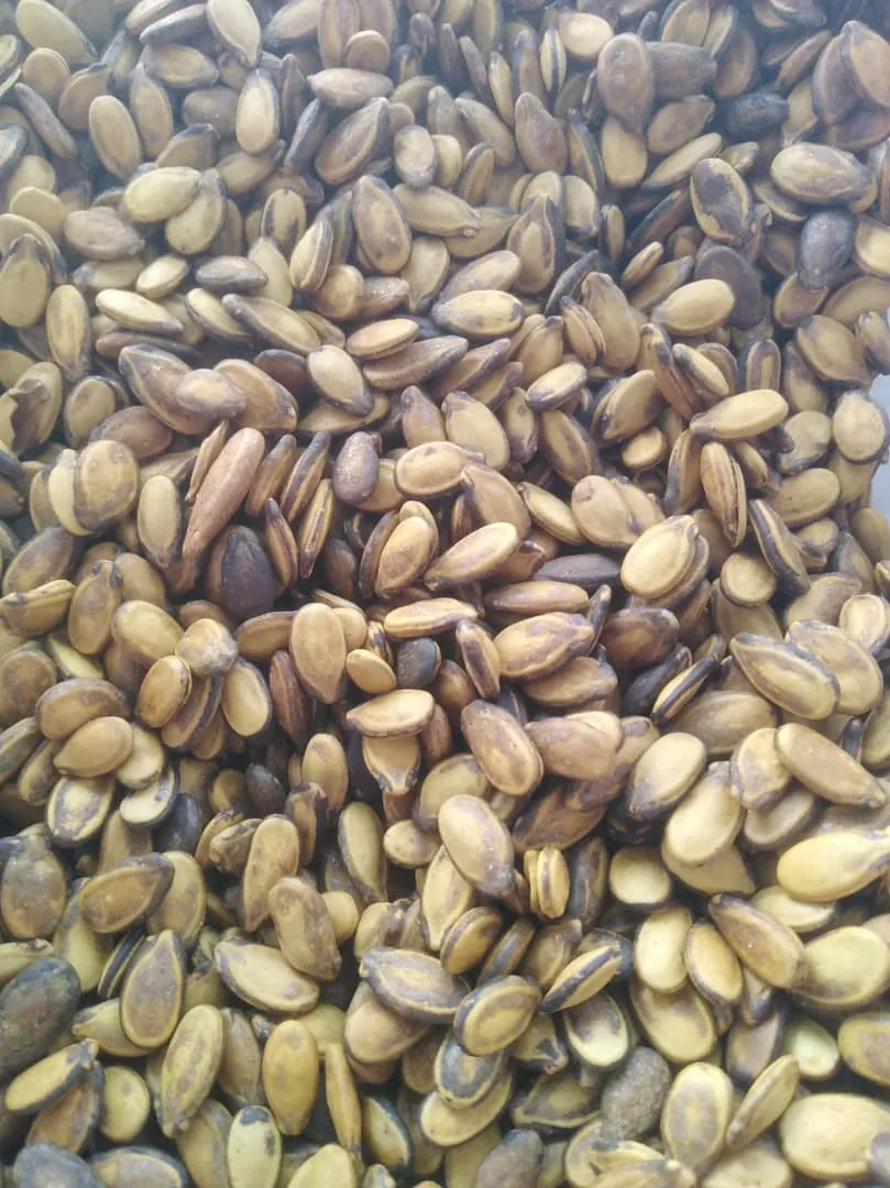 بزر جبس رطب