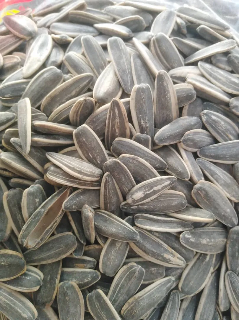 بزر شمس اكسترا