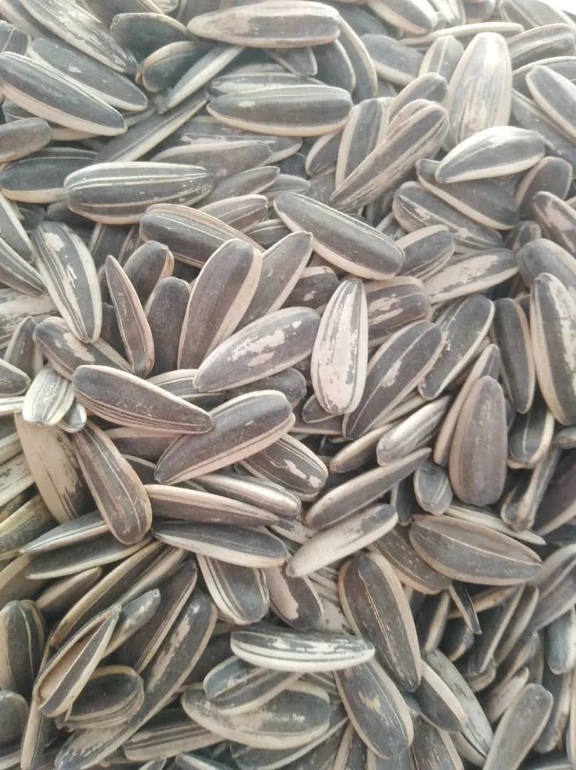 بزر شمس وسط