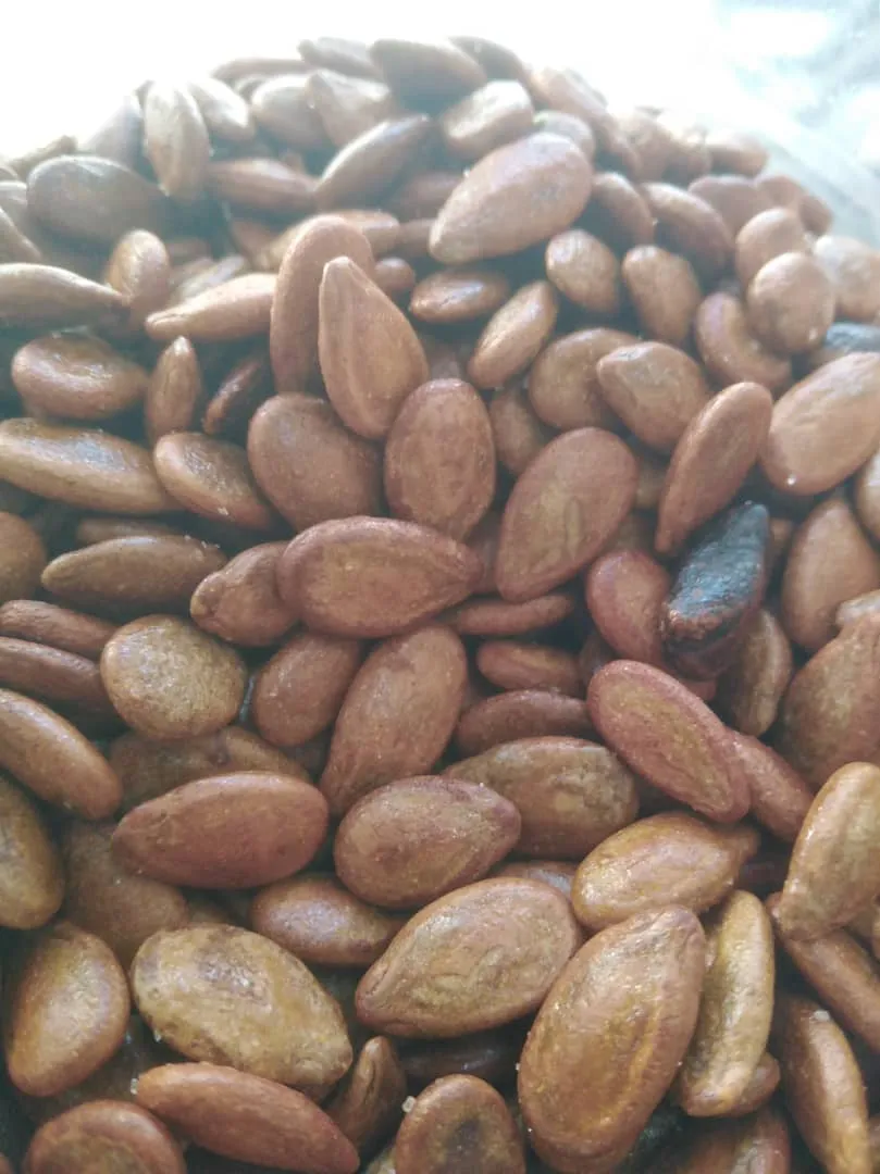 بزر ايراني