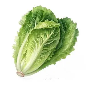 خس
